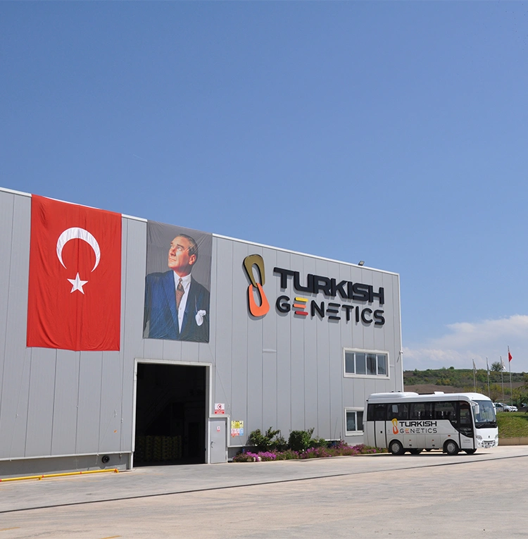 Turkish Genetics